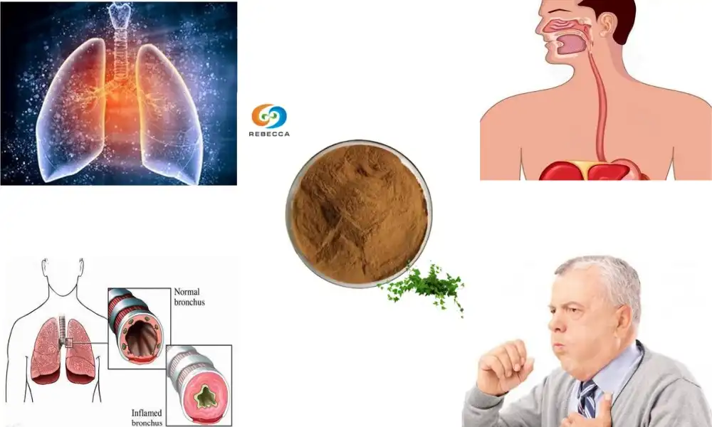 Can you eat ivy leaf extract to become immune?